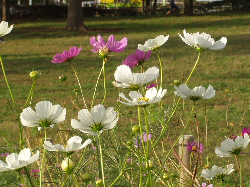 img0060.jpg
