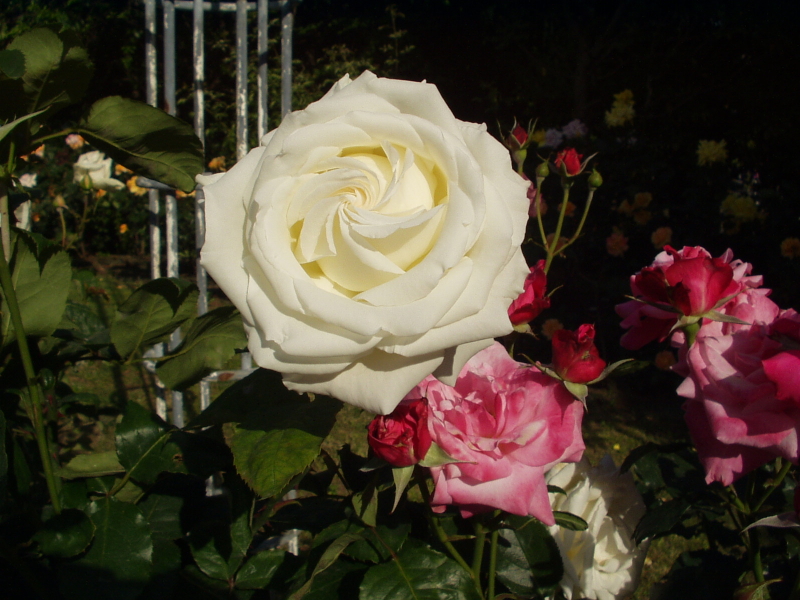img0076.jpg