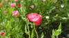 img0008.jpg