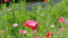 img0009.jpg