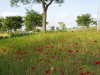 img0017.jpg