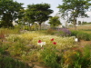 img0018.jpg
