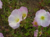img0030.jpg