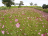img0036.jpg