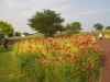img0041.jpg
