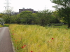 img0049.jpg