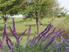 img0051.jpg