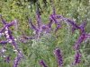 img0055.jpg