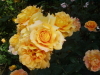 img0077.jpg