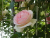 img0078.jpg