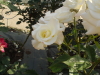 img0080.jpg
