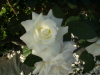 img0081.jpg