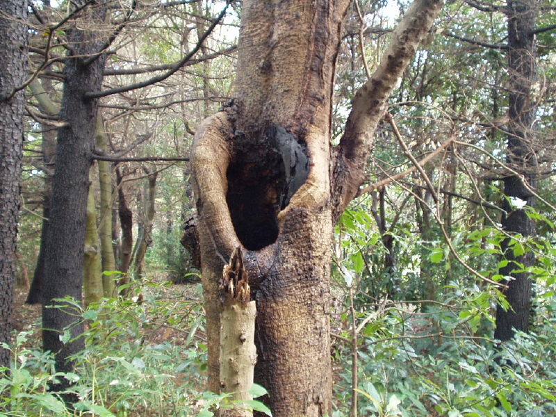 img0050.jpg