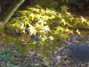 img0045.jpg