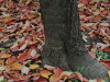 img0160.jpg