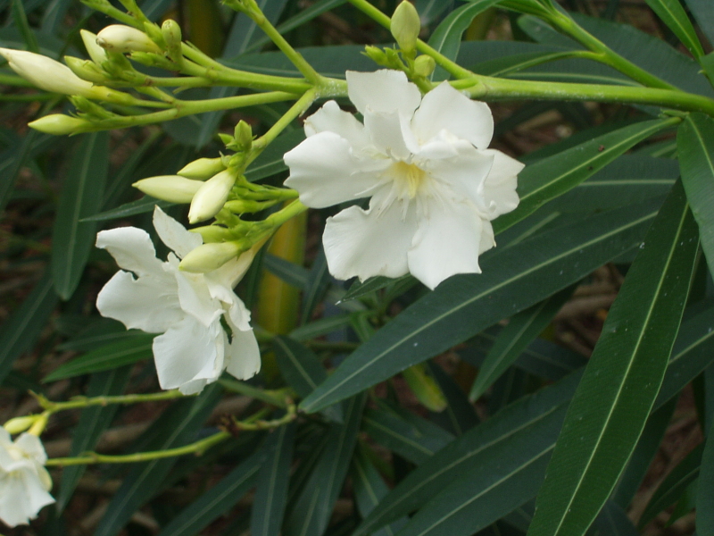 img0004.jpg