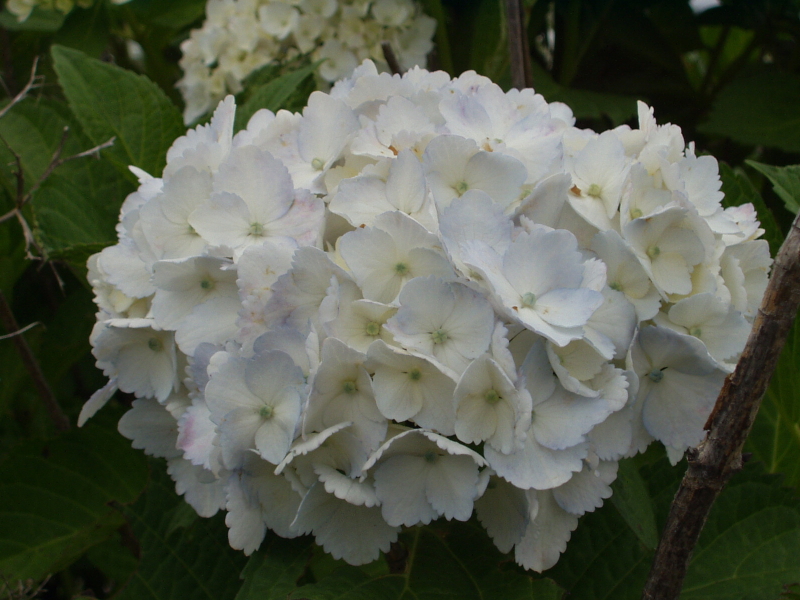 img0008.jpg