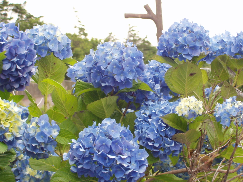 img0009.jpg