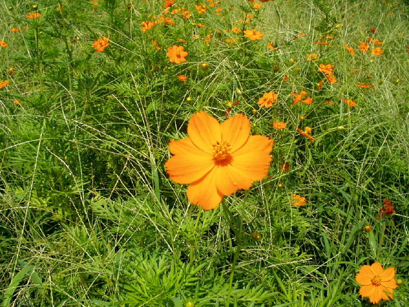 img0035.jpg