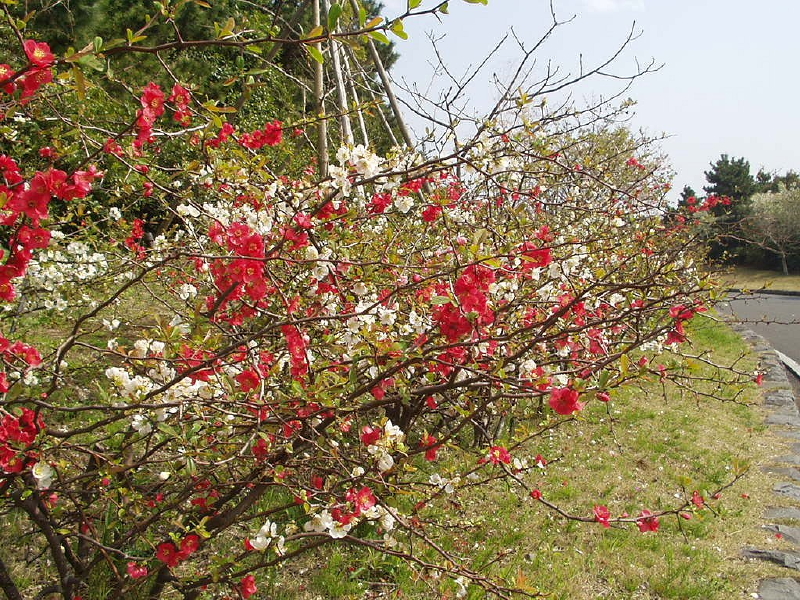 img0045.jpg