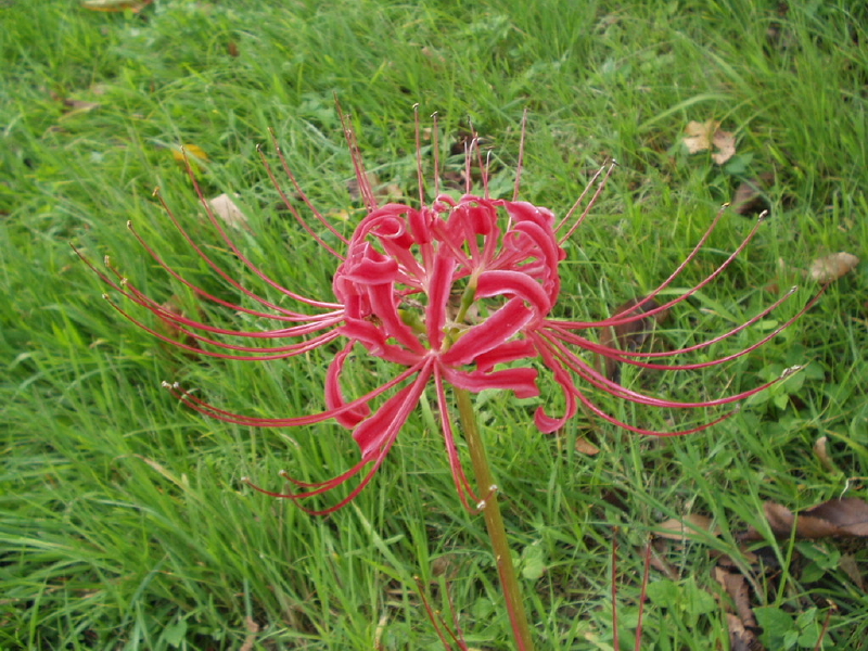 img0052.jpg