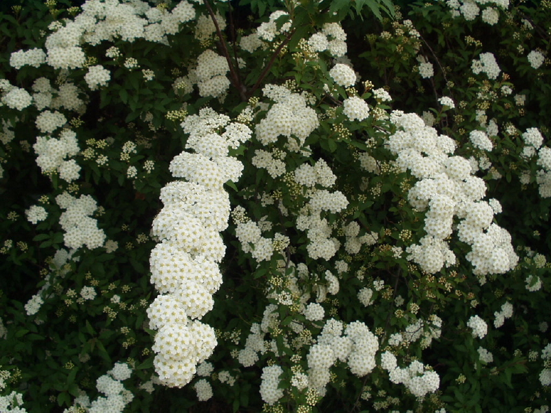 img0070.jpg