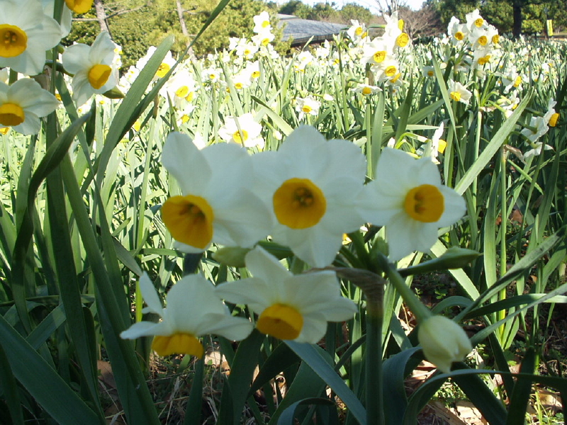img0080.jpg