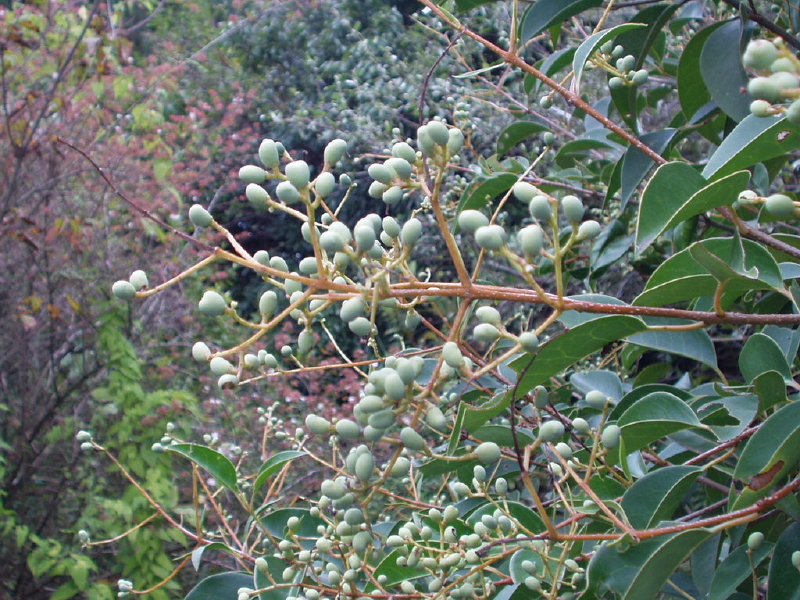 img0098.jpg