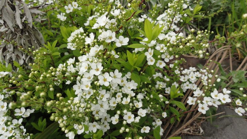 img0131.jpg