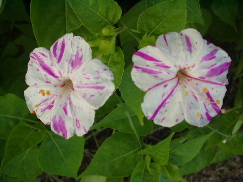 img0148.jpg