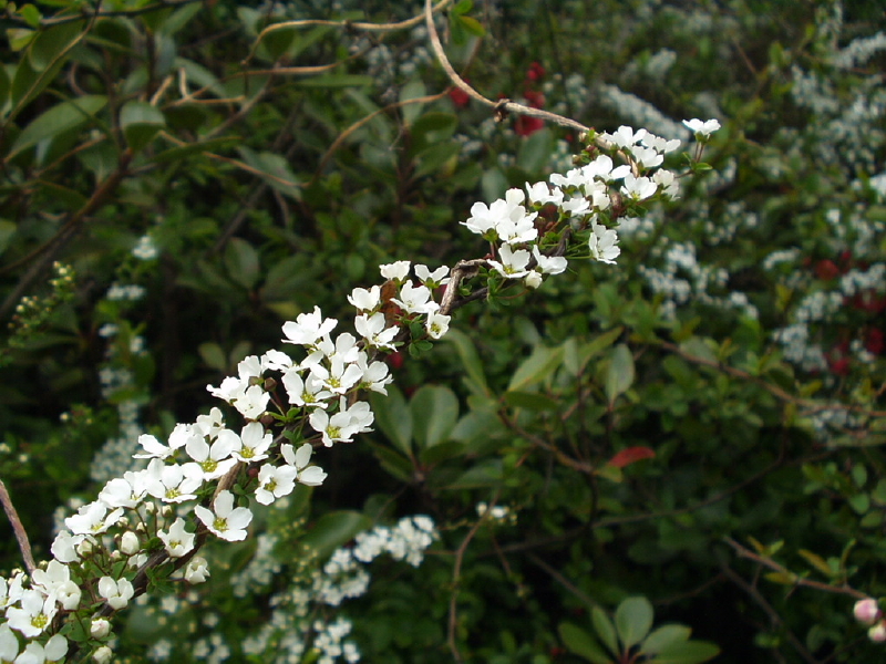 img0171.jpg