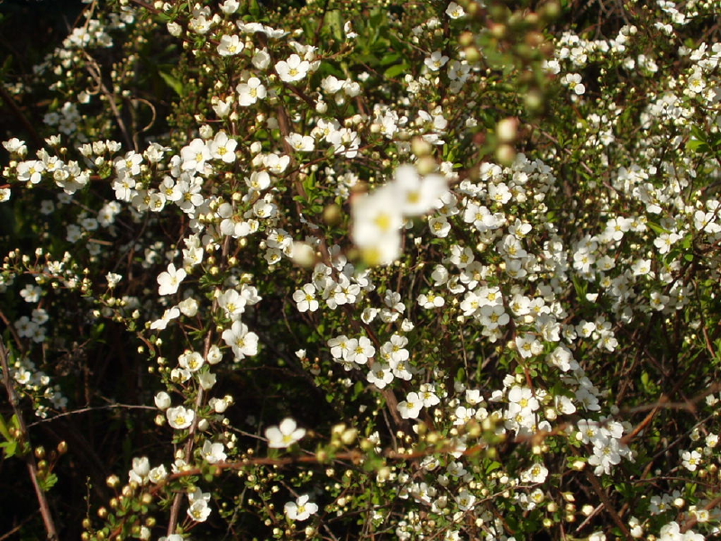 img0198.jpg
