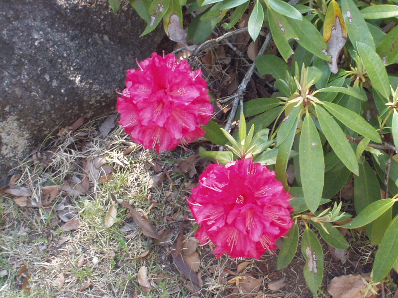 img0218.jpg