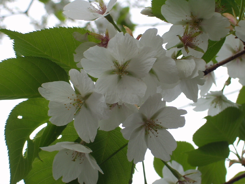 img0223.jpg