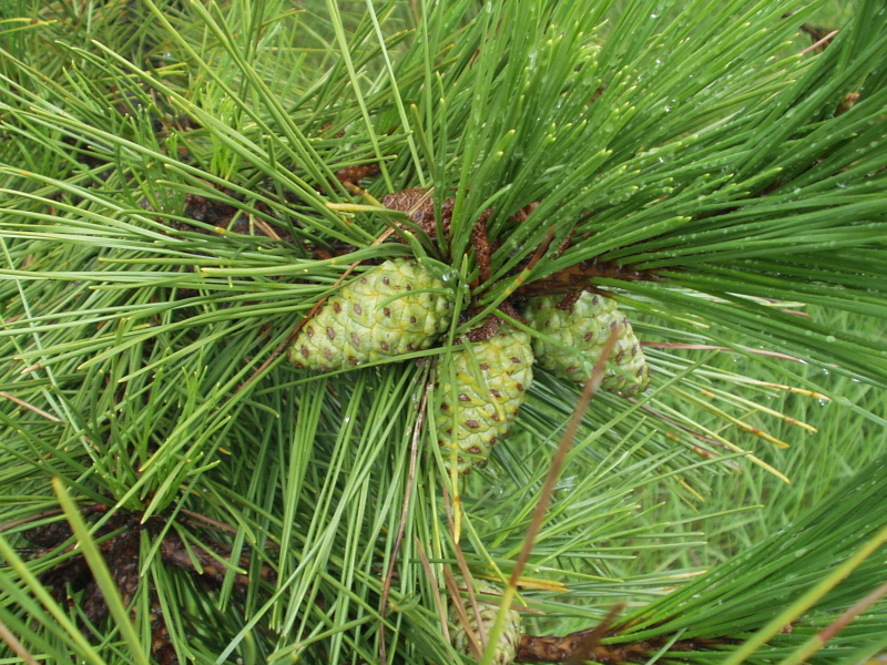img0233.jpg