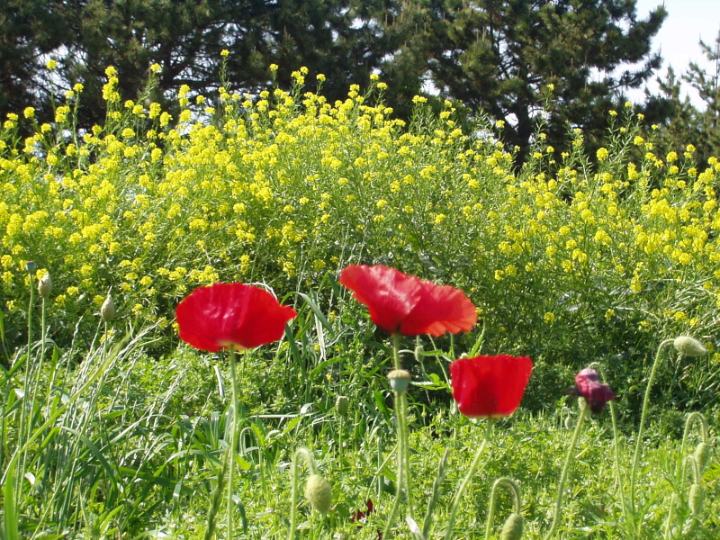 img0234.jpg