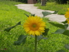 img0003.jpg