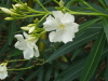 img0004.jpg