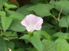 img0006.jpg
