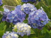 img0010.jpg