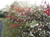 img0016.jpg