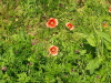 img0019.jpg