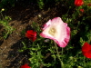 img0025.jpg