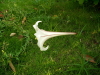 img0038.jpg