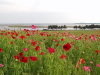 img0051.jpg