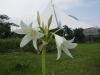 img0071.jpg