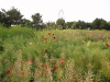 img0086.jpg