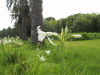 img0096.jpg