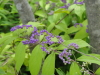 img0107.jpg