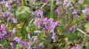 img0121.jpg